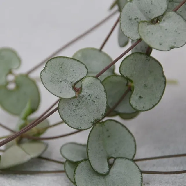 pasiora-ceropegia-woodii-silver-glory-h-ngepflanze-8cm image 1