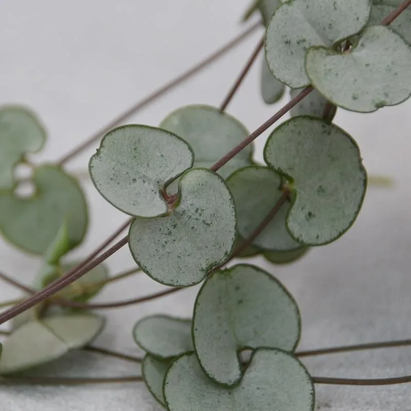 pasiora-ceropegia-woodii-silver-glory-h-ngepflanze-8cm image 1
