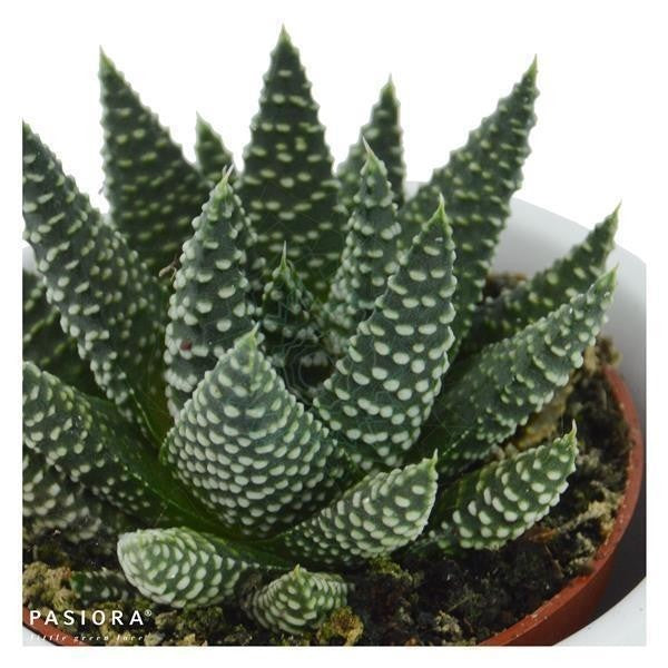 pasiora-haworthia-3er-sukkulenten-mix image 3