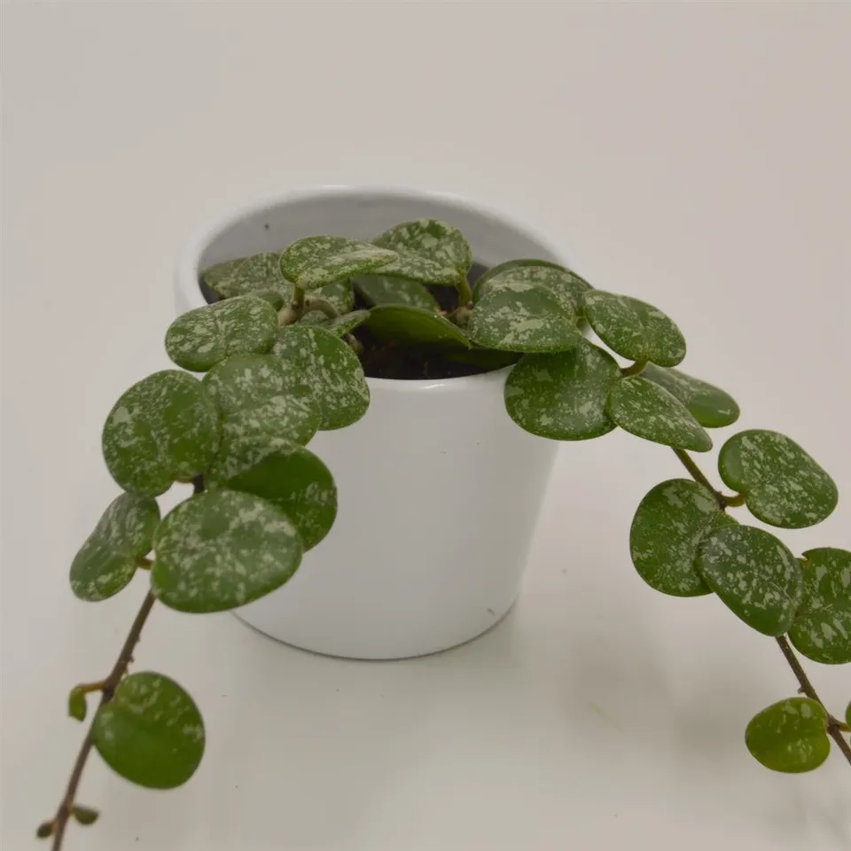 pasiora-hoya-mathilde-splash-porzellanblume-6cm-topf image 1