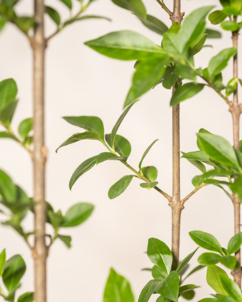 feey-liguster-ligustrum-vulgare-atrovirens-au-enpflanze image 6