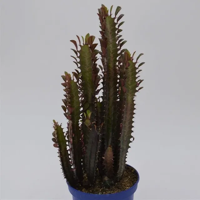 pasiora-euphorbia-trigona-rubra-sukkulente-13cm-topf-ca-30cm image 1