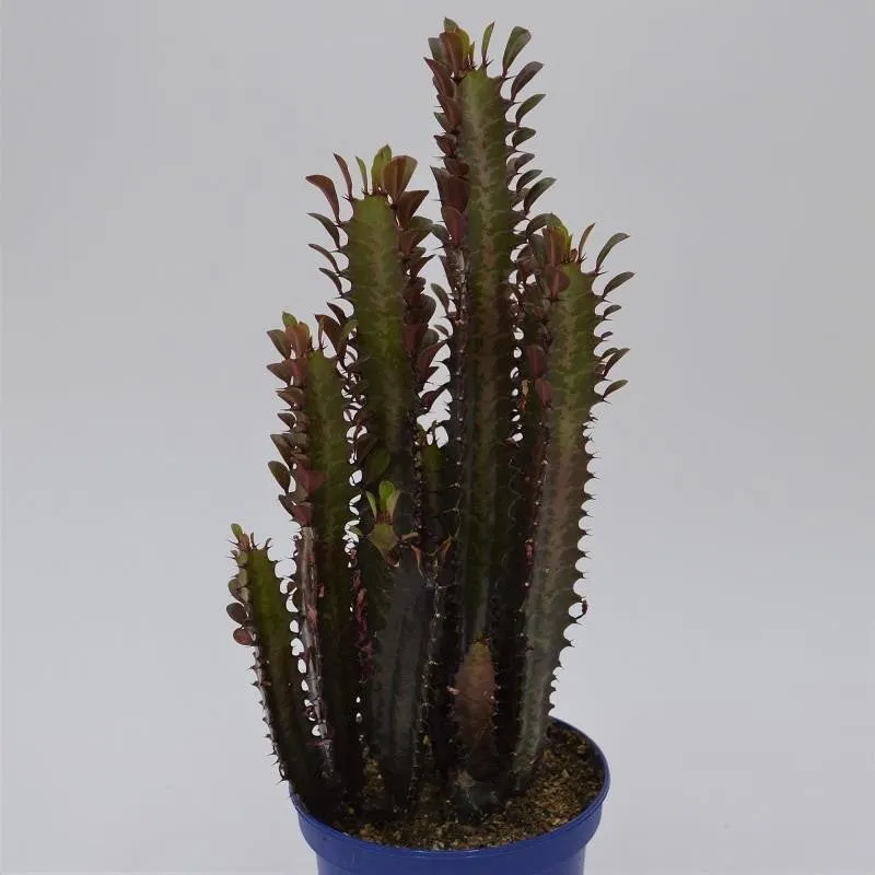 pasiora-euphorbia-trigona-rubra-sukkulente-13cm-topf-ca-30cm image 1