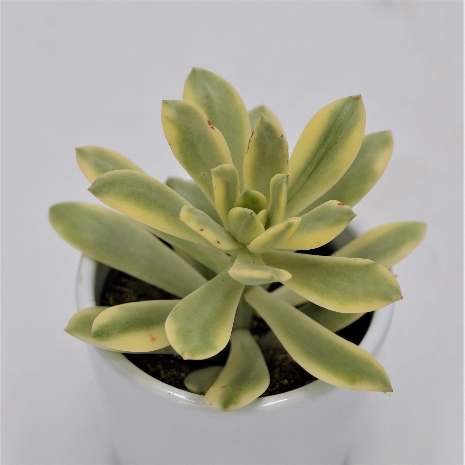 pasiora-echeveria-mini-belle-f-variegata-sukkulente-6-cm-topf image 1