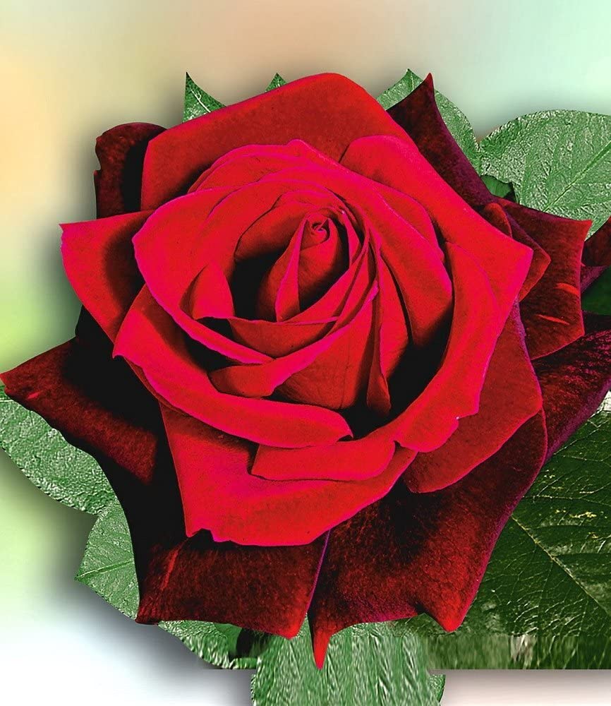 baldur-garten-rosen-stamm-le-rouge-et-le-noir-wurzelnackt image 2