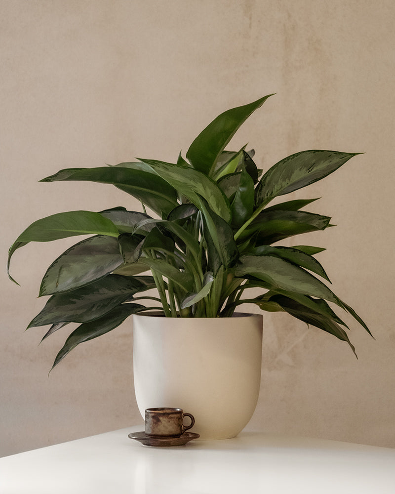 feey-aglaonema-silverado-kolbenfaden-50-60-cm image 4