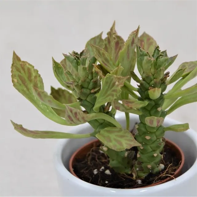 pasiora-euphorbia-neostapelioides-sukkulente-im-5-5cm-topf image 1