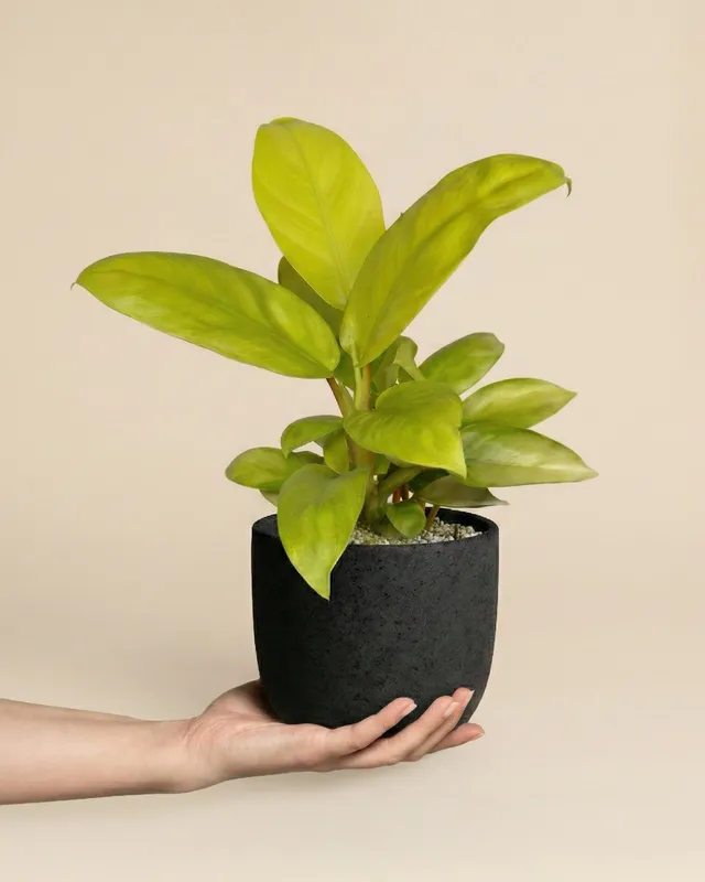 feey-philodendron-ceylon-gold-gelb-gr-ne-h-ngepflanze image 1