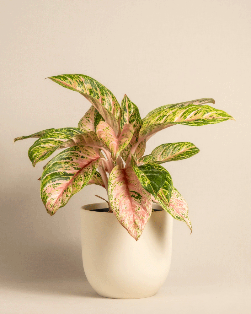 feey-aglaonema-cocomelon-kolbenfaden-mittlere-zimmerpflanze image 6