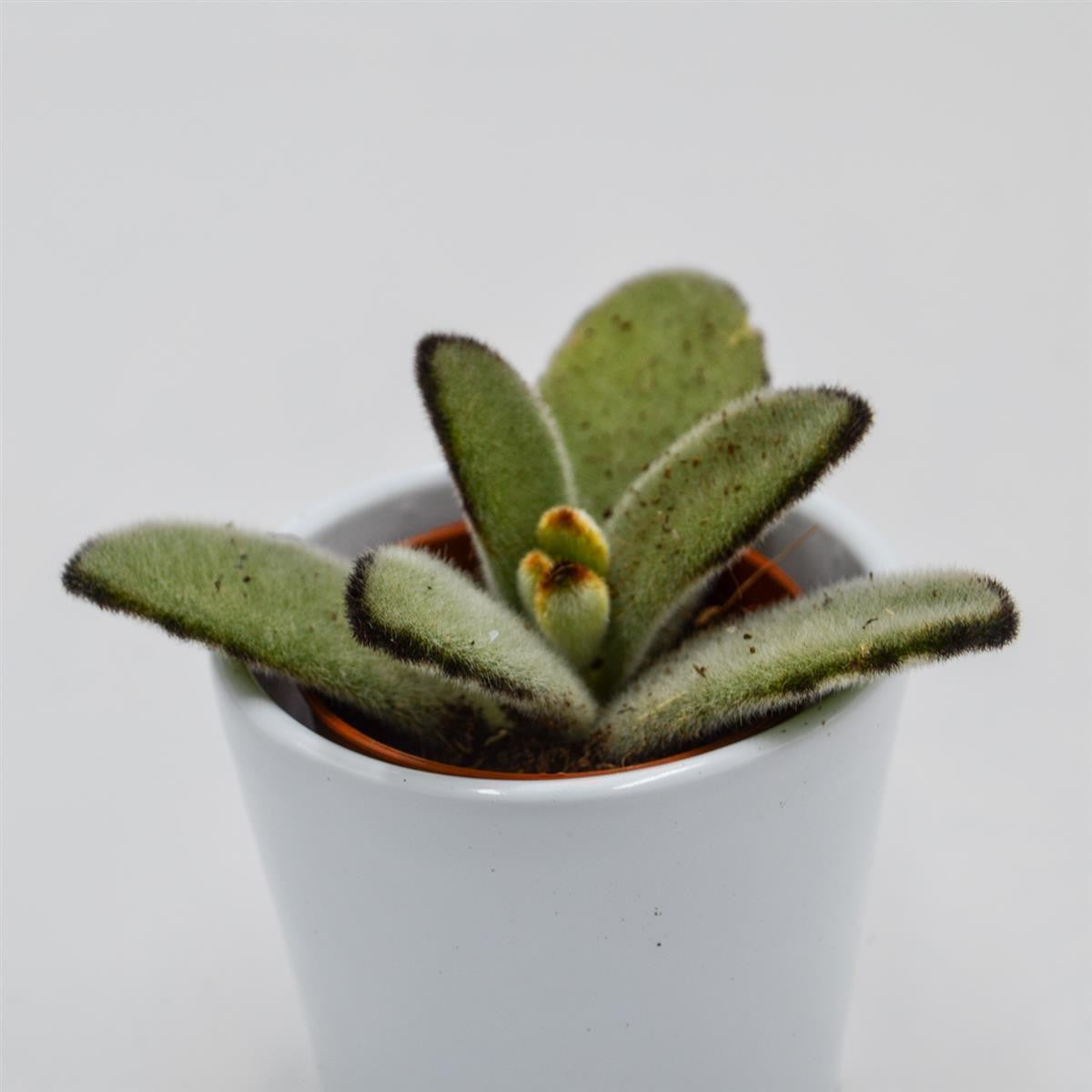 pasiora-kalanchoe-tomentosa-jumbo-5-5-cm-sukkulente image 2