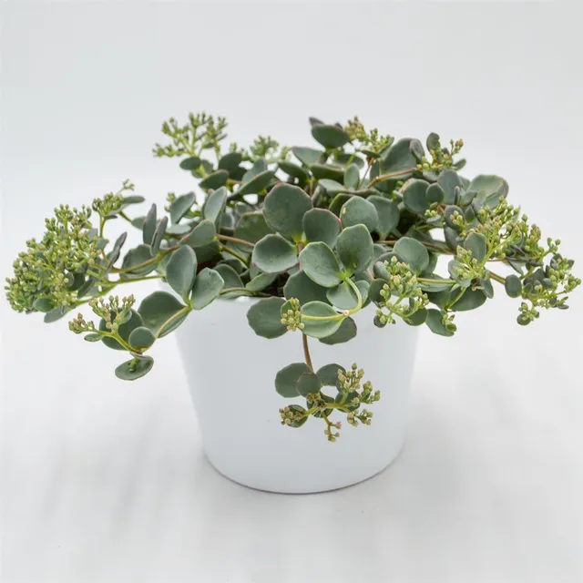 pasiora-sedum-sieboldii-fetthenne-12cm image 1