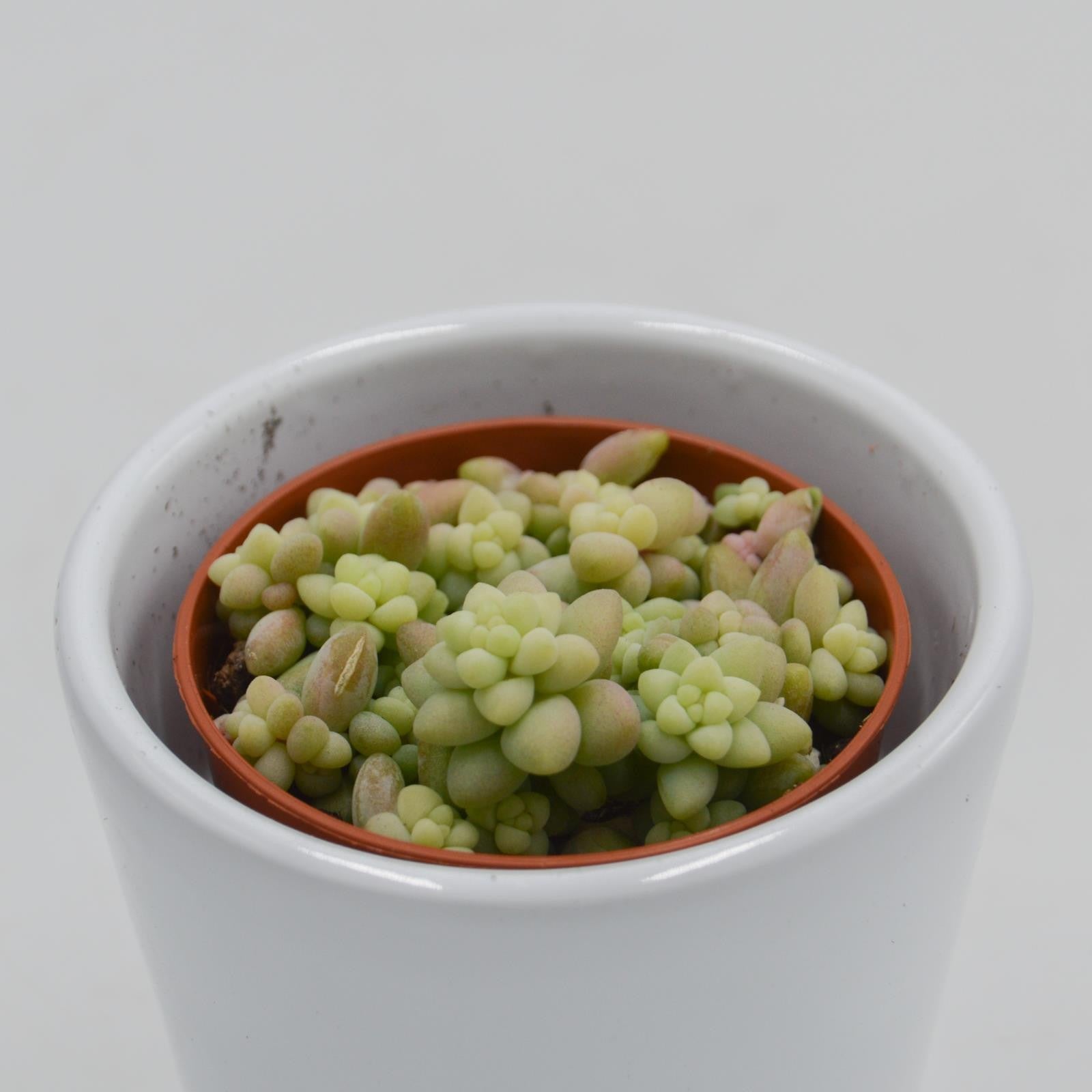 pasiora-sedum-burrito-sukkulente-5-5cm image 1