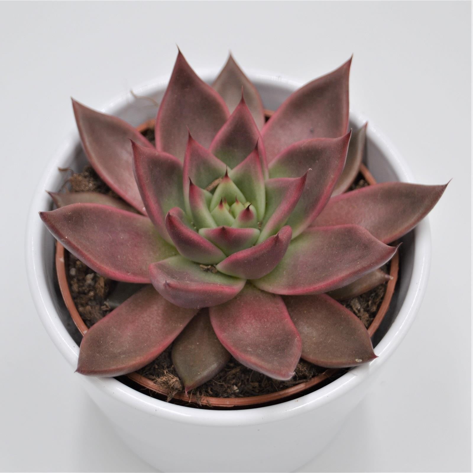 pasiora-echeveria-mars-echeverie-im-10-5cm-topf image 1