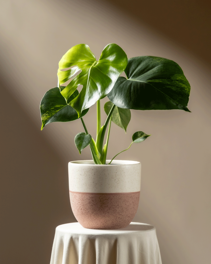 feey-monstera-aurea-variegata-gelb-panaschierte-rarit-t image 5
