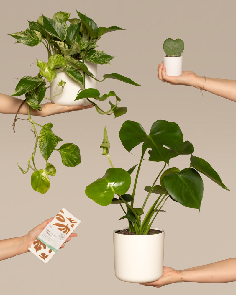 feey-me-time-bundle-monstera-efeutute-marble-queen-set image 1