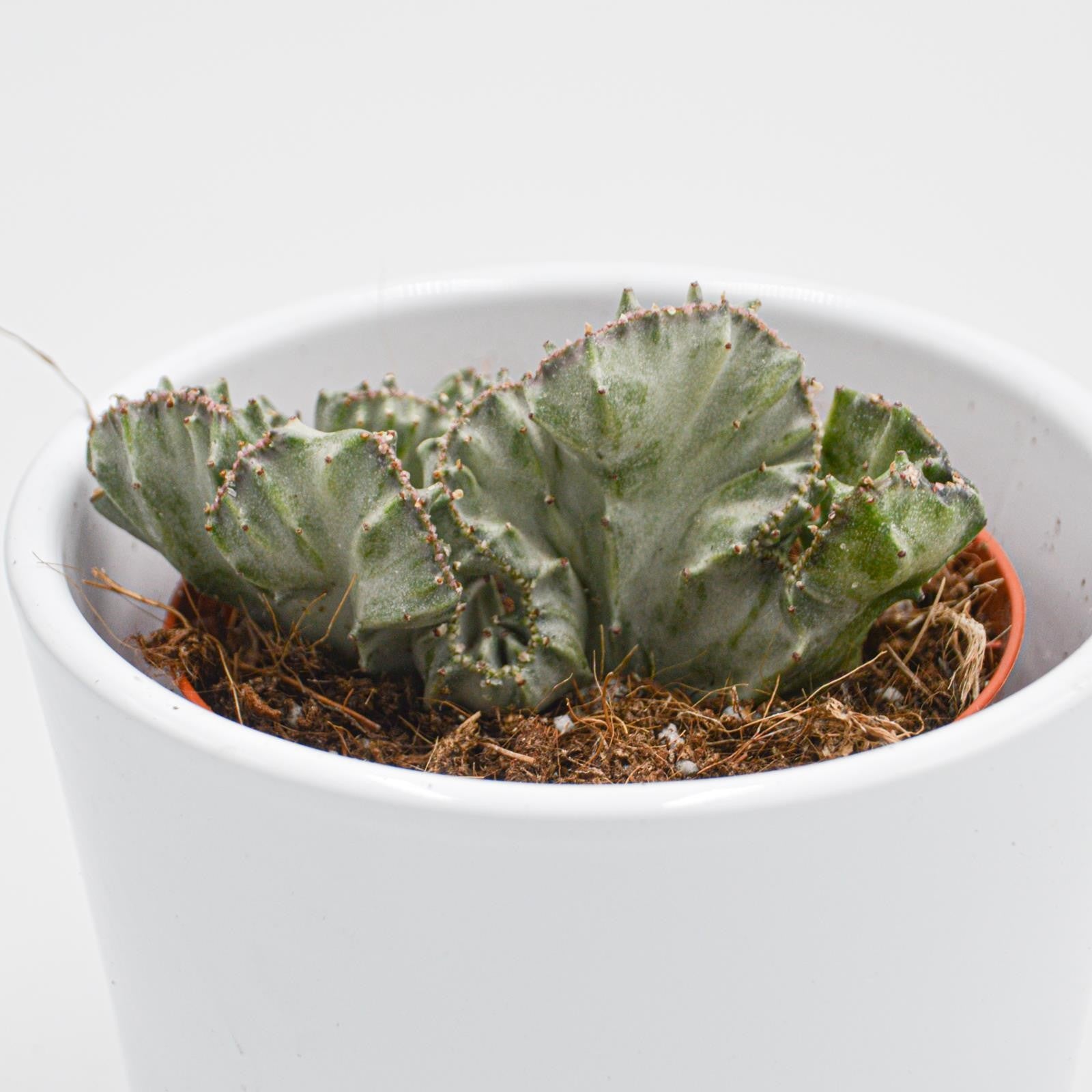 pasiora-euphorbia-lactea-f-variegata-cristata-kamm-koralle-8-5cm-topf image 1