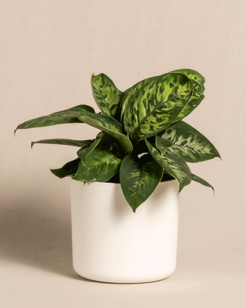 feey-homalomena-camouflage-zimmerpflanze-mit-bertopf image 7