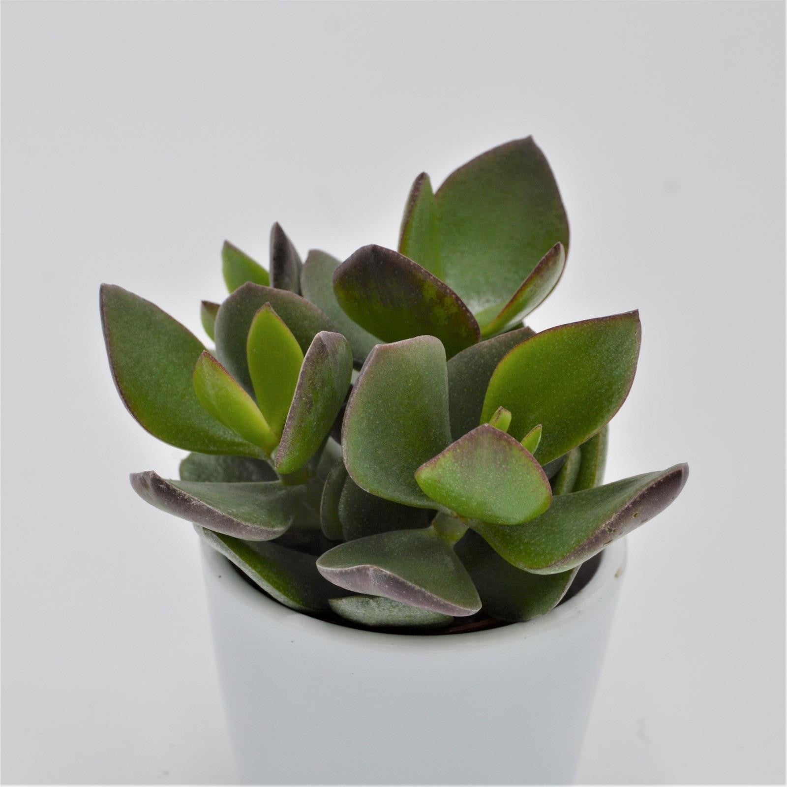 pasiora-crassula-hulk-5-5-cm-dickblatt-sukkulente image 1