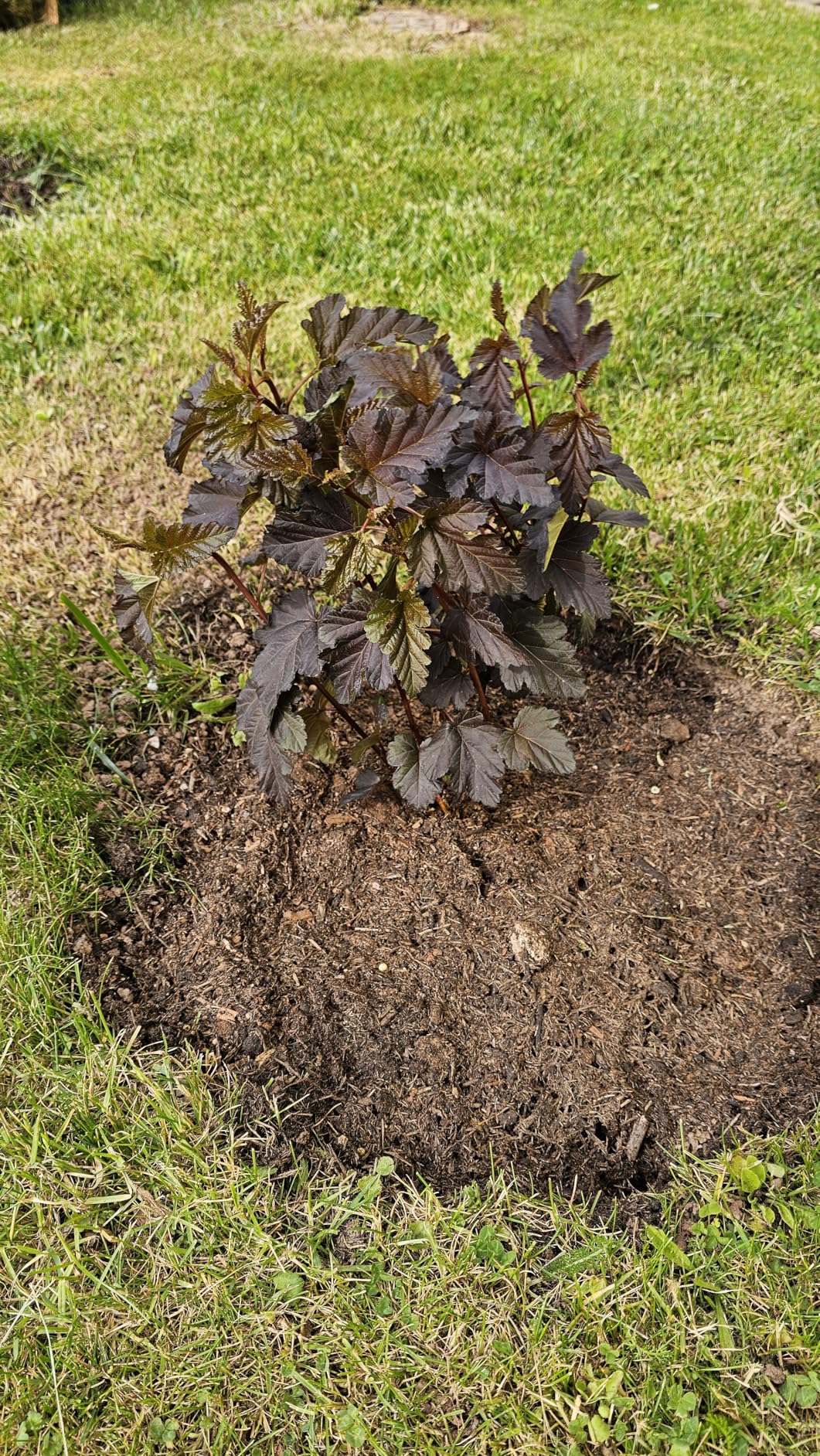 Toller Kontrast im Beet