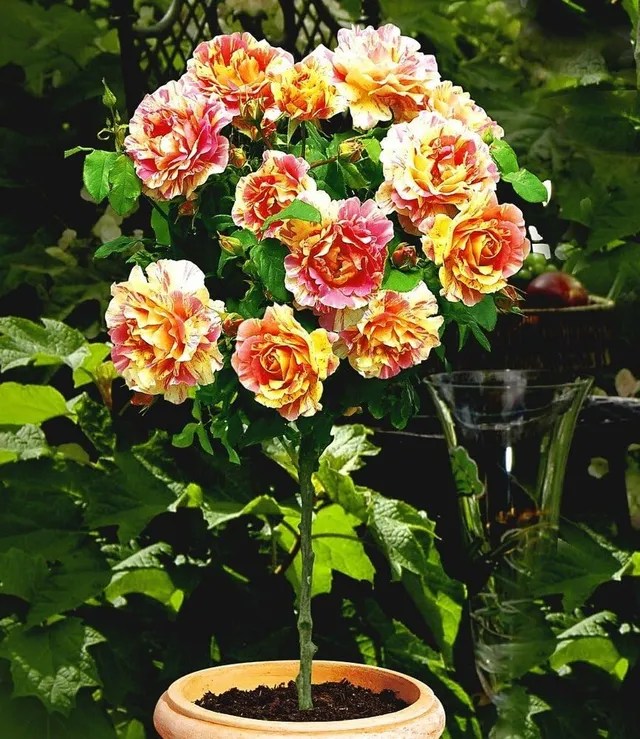 baldur-garten-rosen-stamm-claude-monet-wurzelnackt image 1