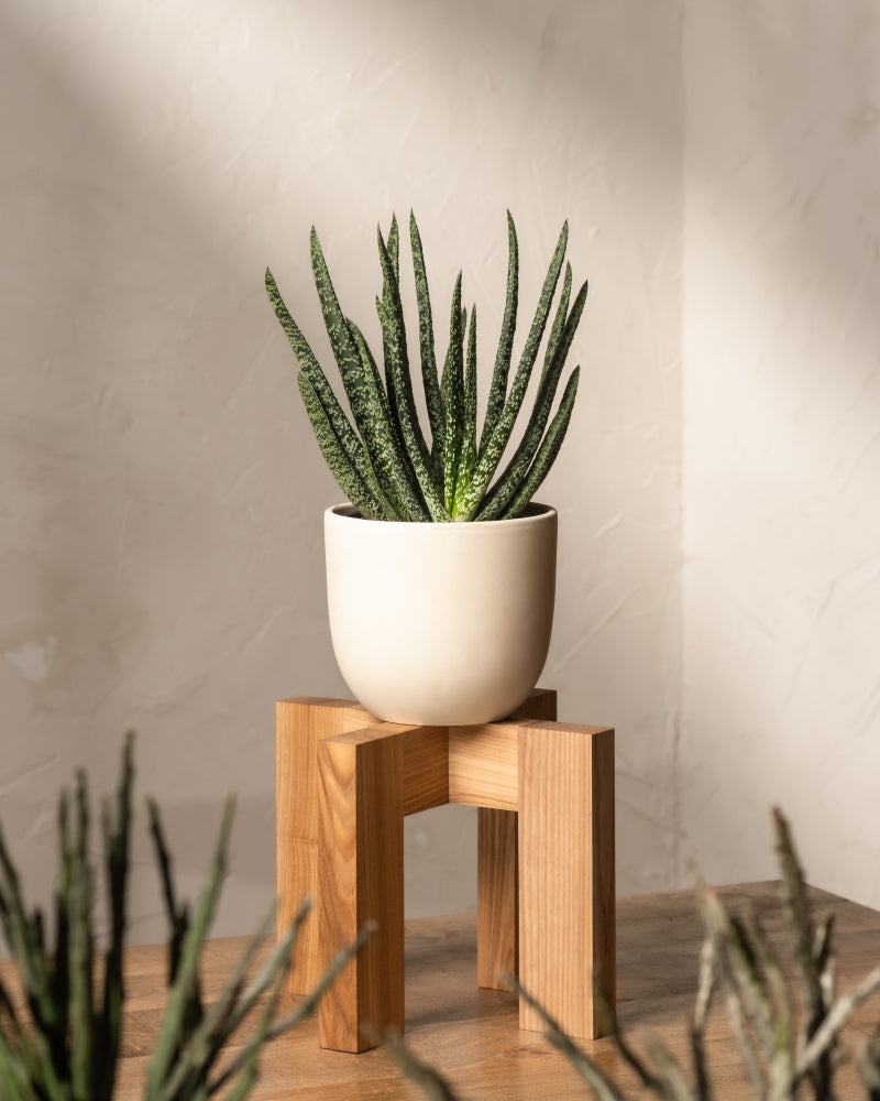 feey-gasteria-verrucosa-sukkulente-zimmerpflanze image 4
