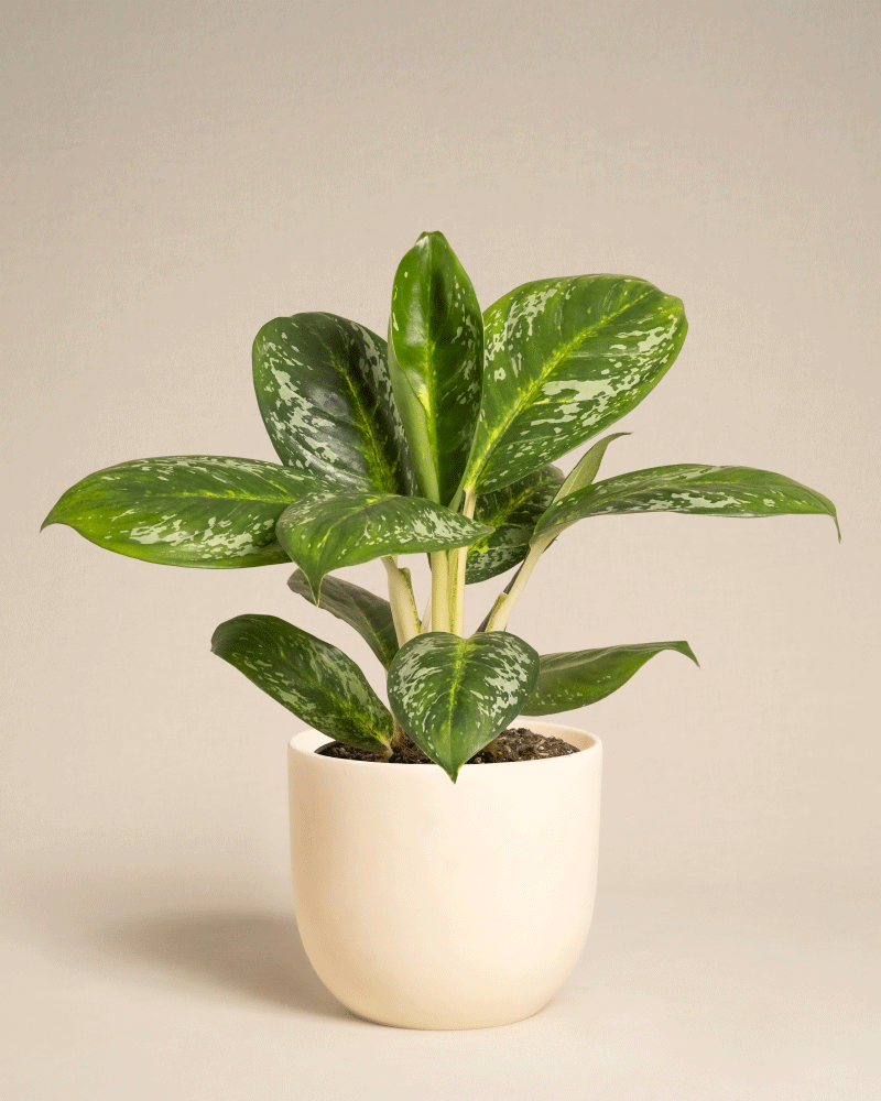 feey-aglaonema-onyx-green-zimmerpflanze-klein-mittel image 8
