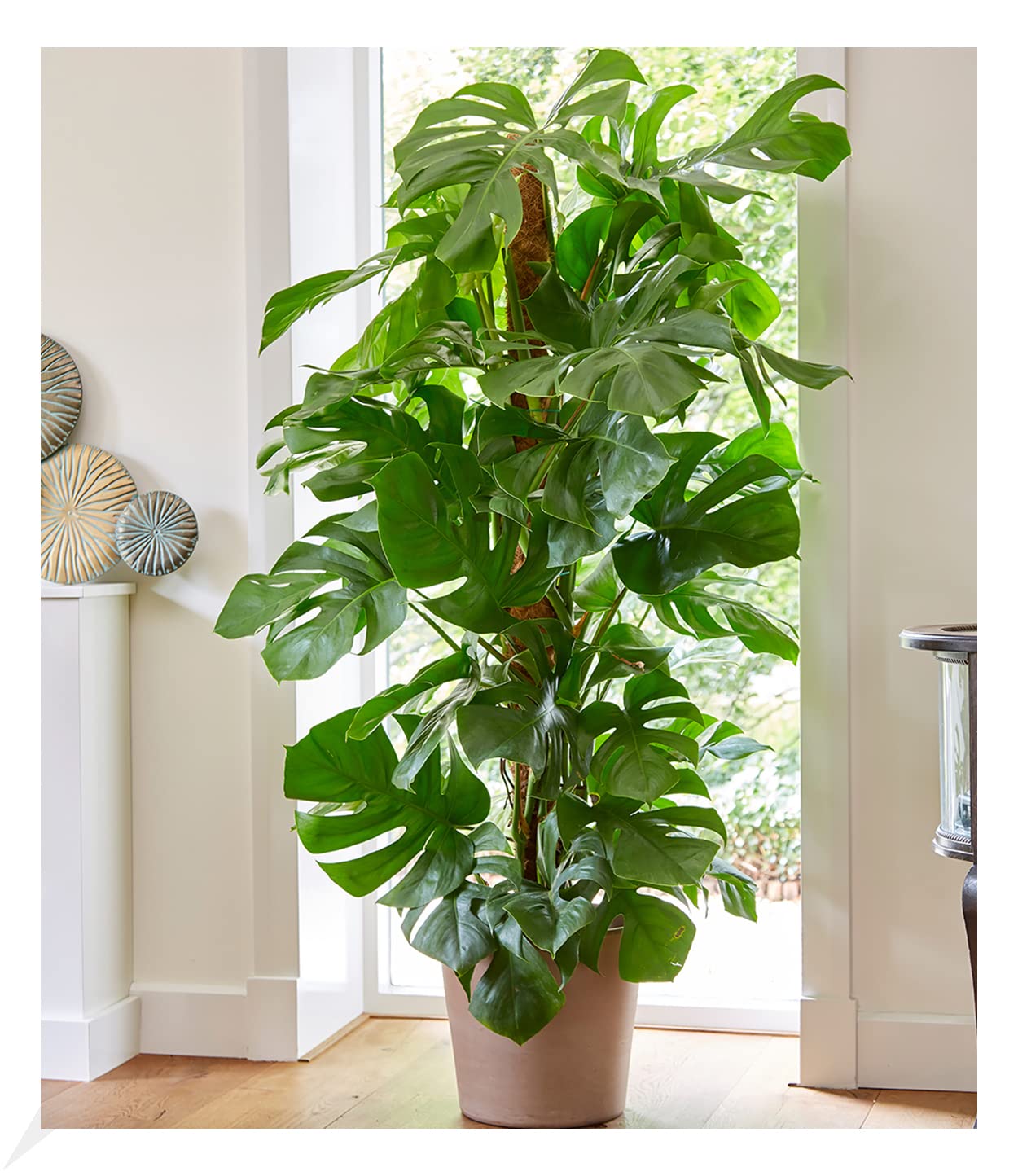 baldur-garten-monstera-deliciosa-fensterblatt-12-cm-topf image 4