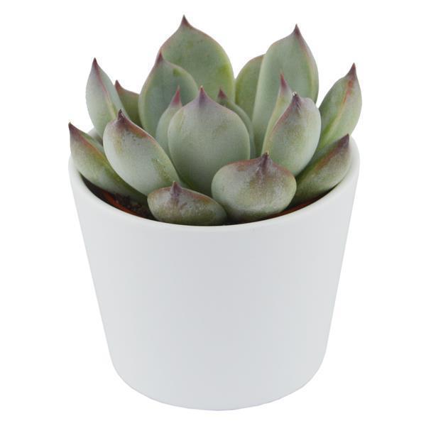 pasiora-echeveria-parva-beatrice-sukkulente-6cm image 3