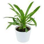 pasiora-pachypodium-lamerei-sukkulente-6cm-topf image 1