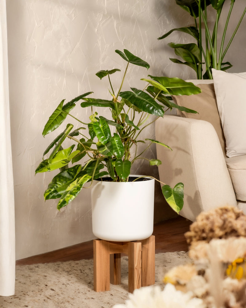 feey-philodendron-burle-marx-variegata-rarit-t-40-50-cm image 4