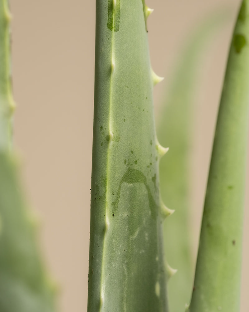 feey-echte-aloe-vera-duo-2-pflanzen-pflegeleichte-sukkulente image 2