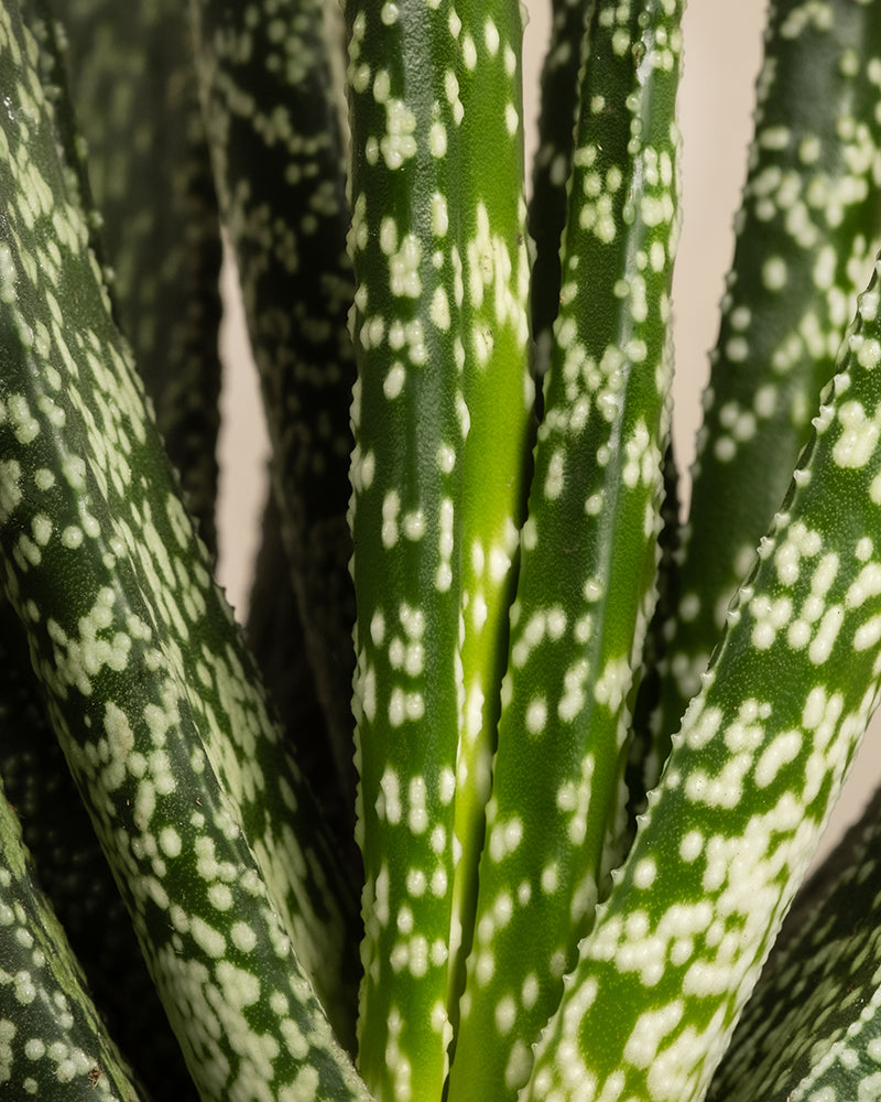 feey-gasteria-verrucosa-sukkulente-zimmerpflanze image 2