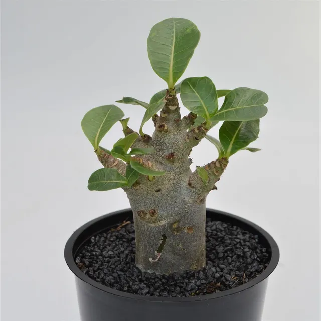 pasiora-adenium-obesum-baobab-w-stenrose-12cm image 1