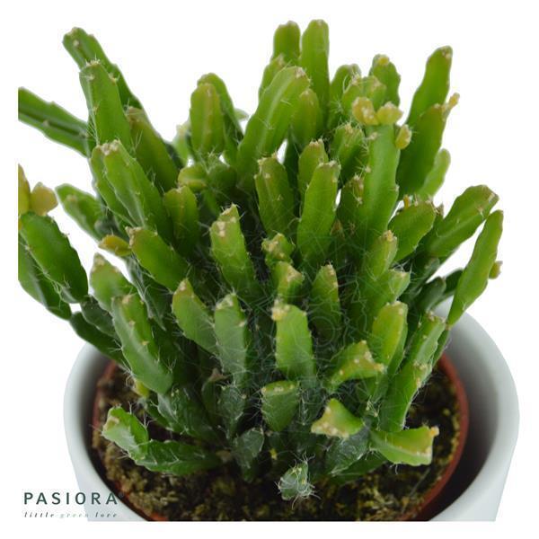 pasiora-rhipsalis-ewaldiana-korallenkaktus-6cm image 1