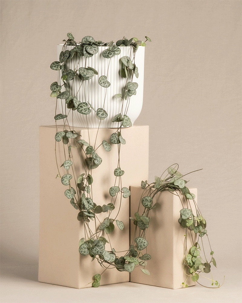 feey-leuchterpflanze-ceropegia-woodii-string-of-hearts-h-ngepflanze-klein image 7