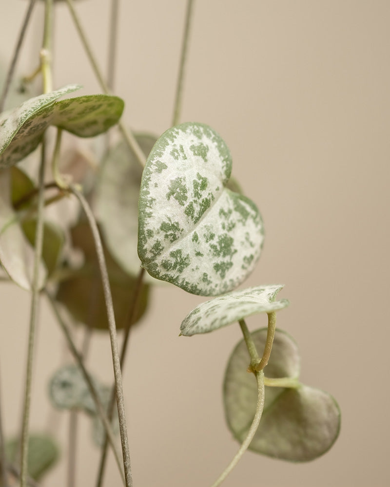 feey-leuchterpflanze-ceropegia-woodii-string-of-hearts-h-ngepflanze-klein image 2