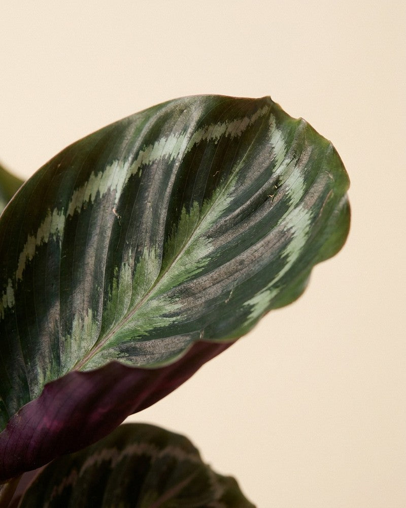 feey-calathea-roseopicta-korbmarante-neuheit image 4