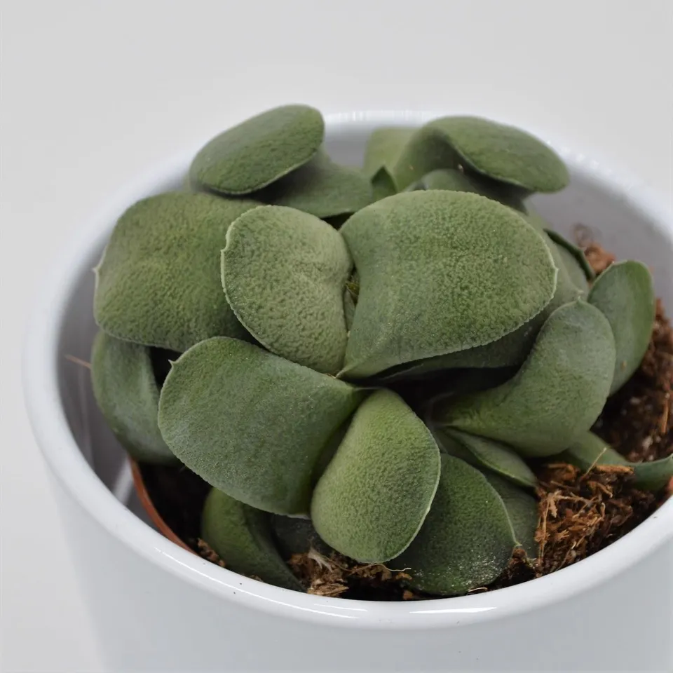 pasiora-gasteria-spp-sukkulente-im-8-5cm-topf image 1