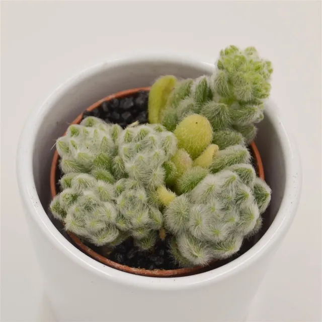 pasiora-sedum-mocinianum-sukkulente-5-5-cm-topf image 1