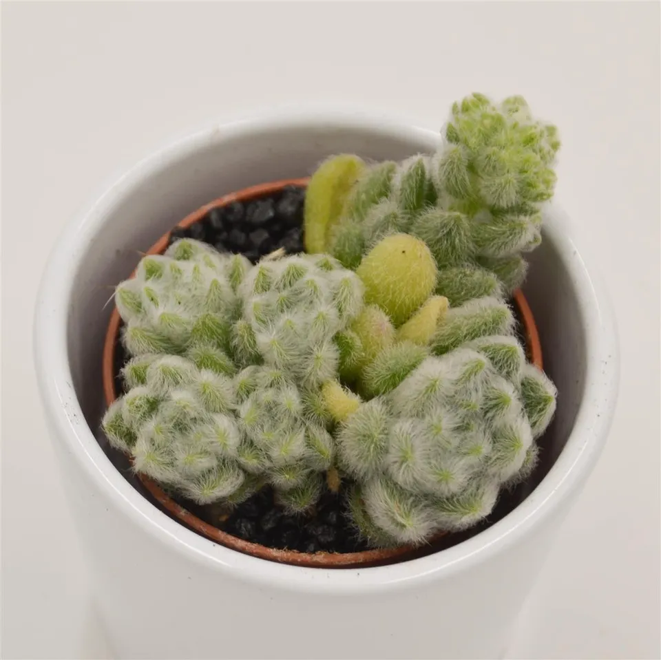 pasiora-sedum-mocinianum-sukkulente-5-5-cm-topf image 1