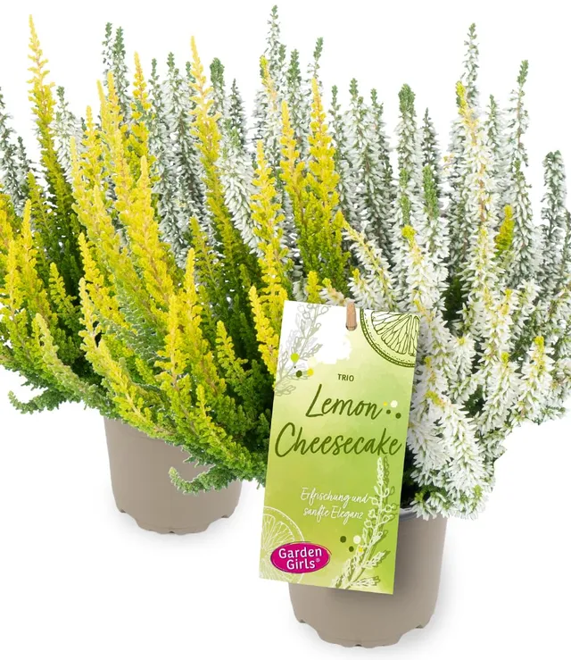 baldur-garten-2x-calluna-knospenheide-trio-lemon-cheesecake-im-11-cm-topf image 1