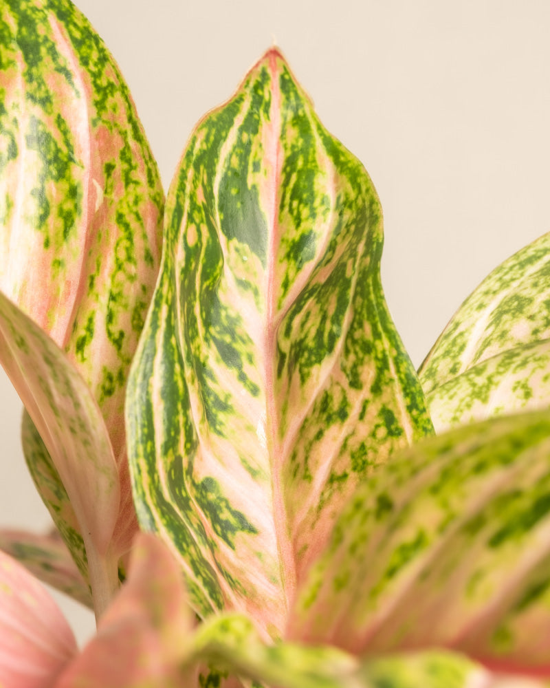 feey-aglaonema-cocomelon-kolbenfaden-mittlere-zimmerpflanze image 2