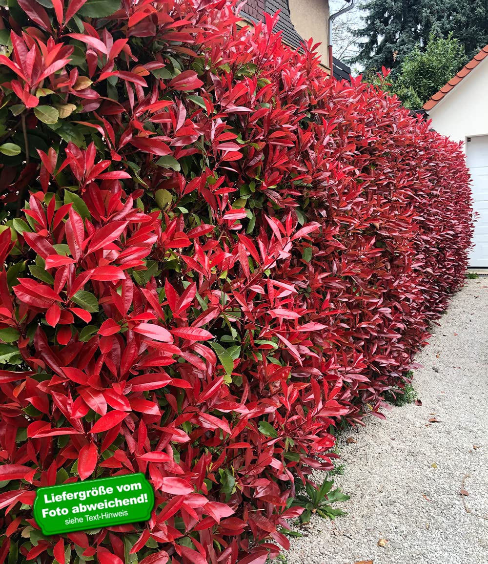 baldur-garten-immergr-ne-photinia-red-robin-5er-set-im-9x9-cm-topf image 2