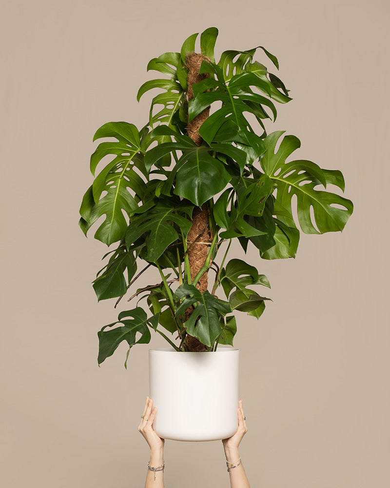 feey-monstera-xl-monstera-deliciosa-fensterblatt-zimmerpflanze-gro image 1