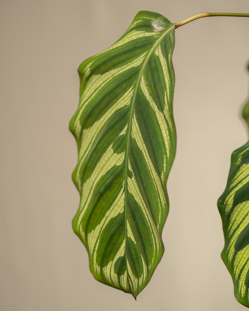 feey-pfauen-korbmarante-calathea-makoyana-zimmerpflanze-gro image 7