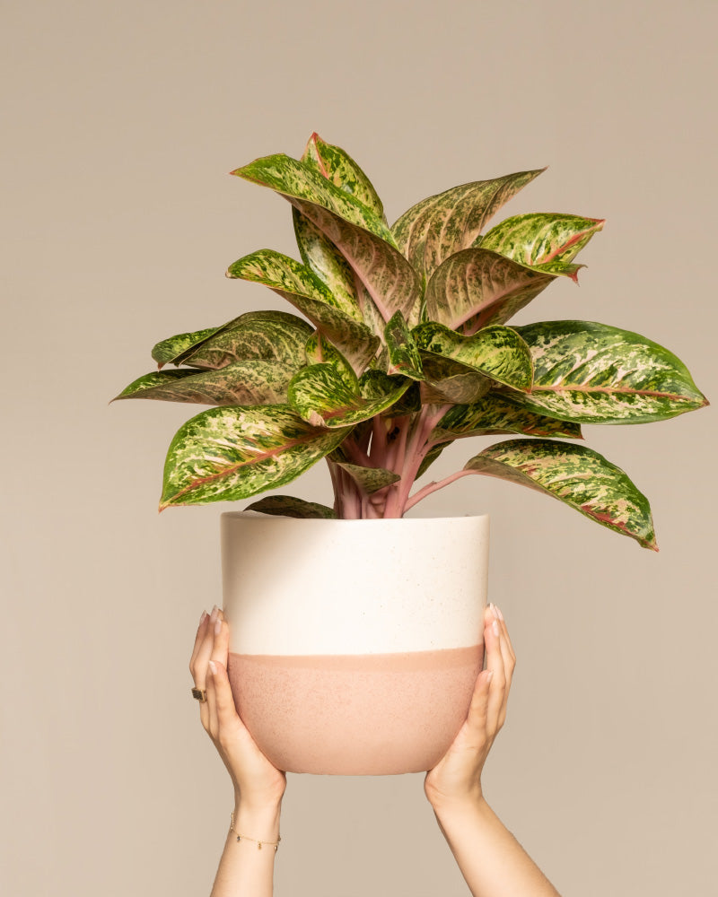 feey-aglaonema-painted-celebration-kolbenfaden-zimmerpflanze image 1