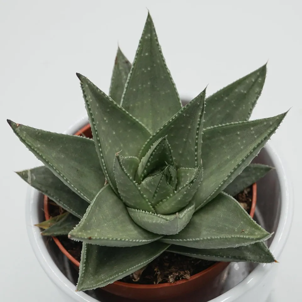 pasiora-haworthia-savanna-sukkulente-im-8-5cm-topf image 1