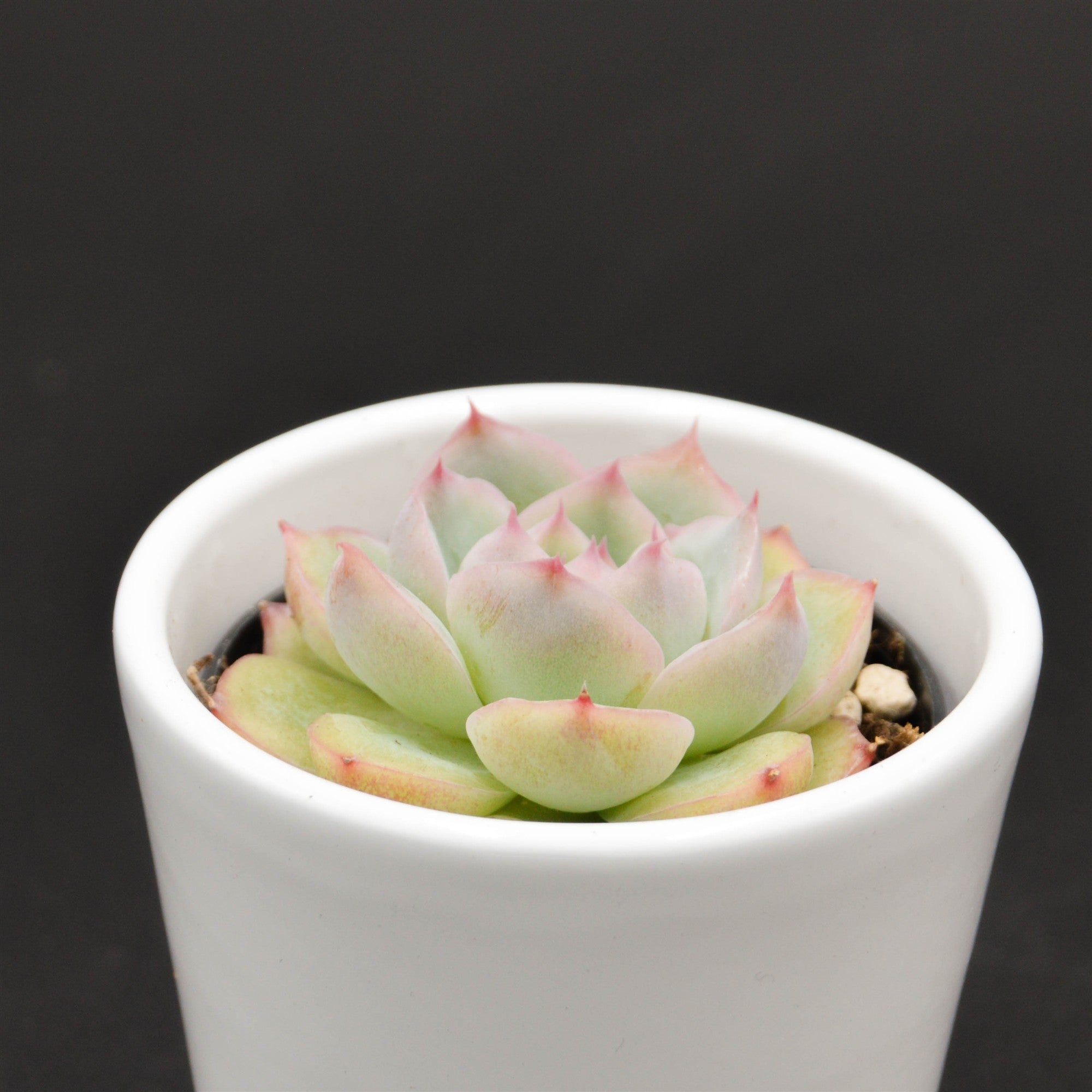 pasiora-echeveria-wrath-echeverie-sukkulente-6cm image 2