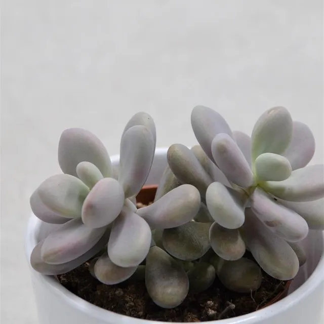 pasiora-pachyphytum-oviferum-pink-moonstones-sukkulente-8-5-cm-topf image 1