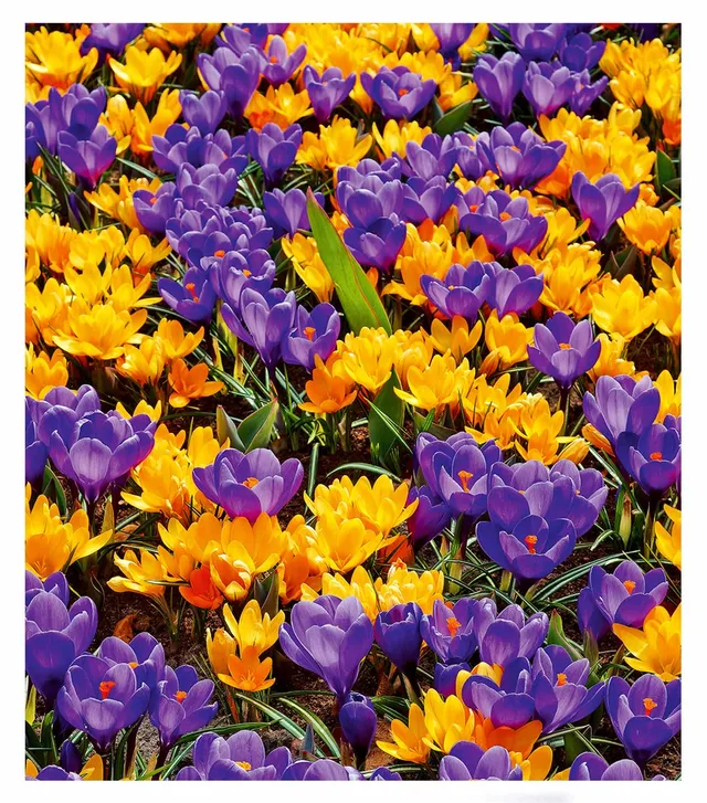 baldur-garten-krokus-mix-blau-gelb-30er-blumenzwiebeln-7-8-cm image 1